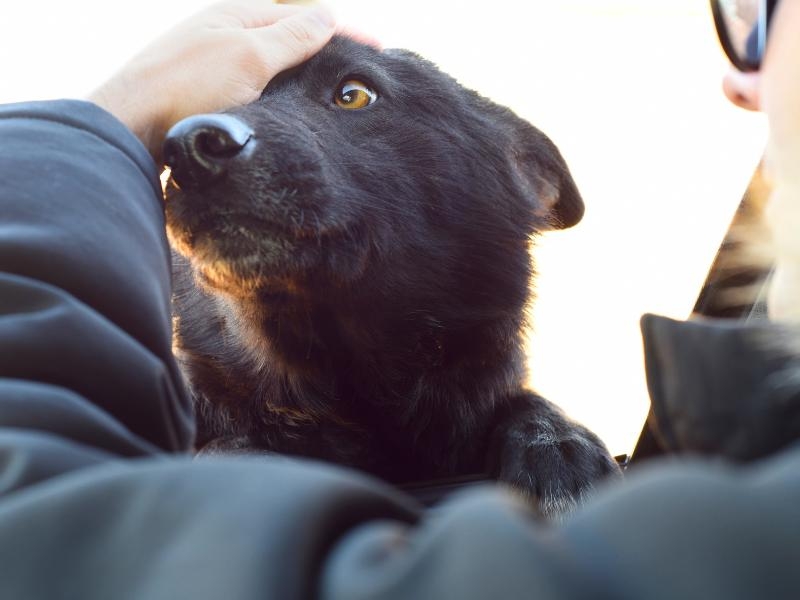 Você Conhece a Cremação Animal? Entenda Como Funciona Esse Processo de Despedida do Pet