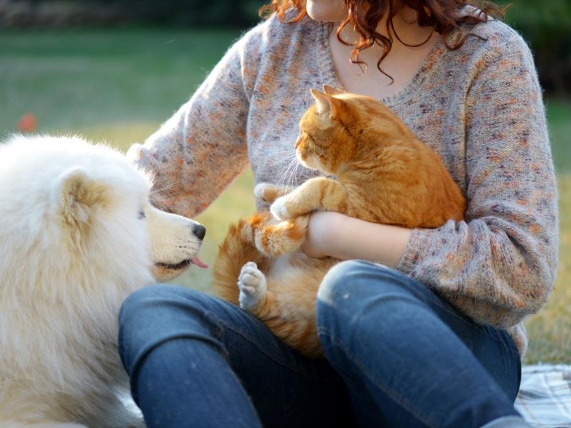 Crematório de Animais em Porto Alegre: Conheça o Crematório Brazcão