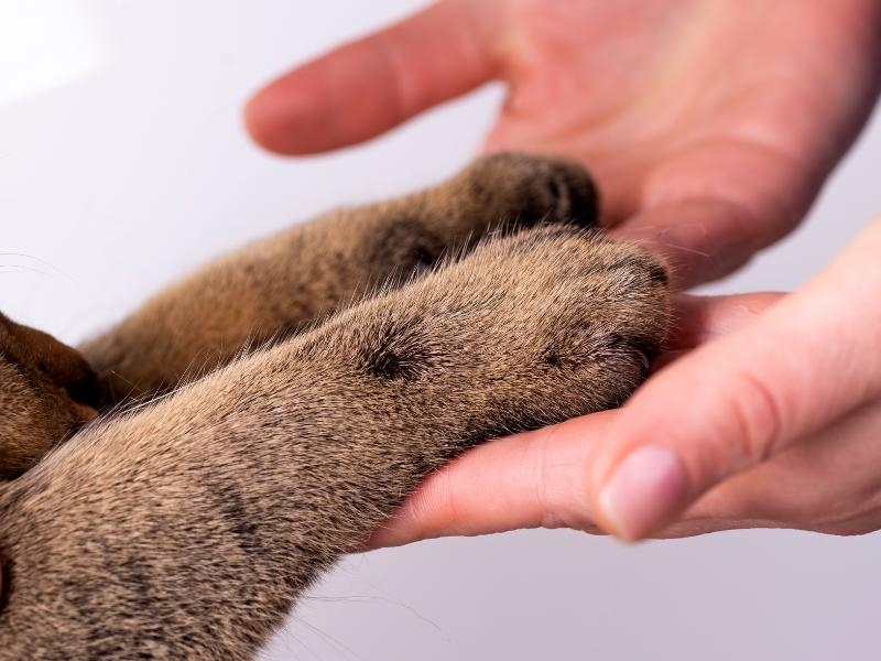 Cremação Pet Coletiva - Dúvidas e Curiosidades