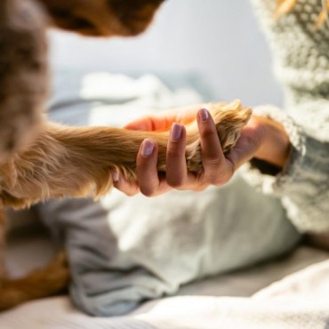 Cremação Pet Assistida em Sapucaia do Sul - RS