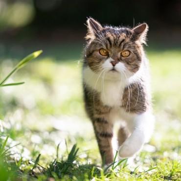 Cremação de Gato em Sapucaia do Sul - RS