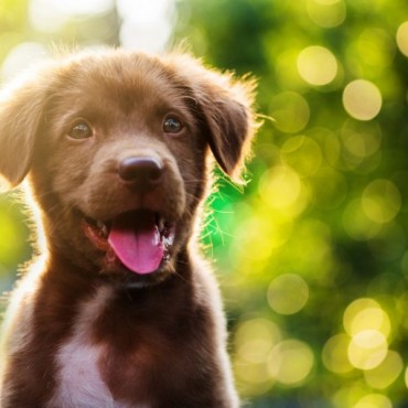 Cremação de Cachorro em Sapucaia do Sul - RS