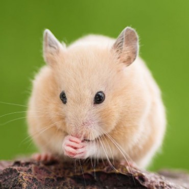 Cremação de Hamster em Sapucaia do Sul - RS