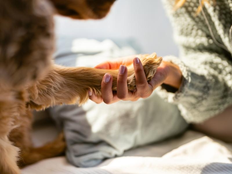 Cremação Pet Assistida