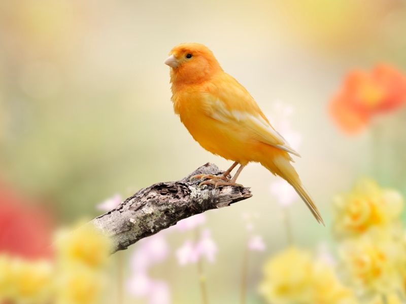 Cremação de Aves